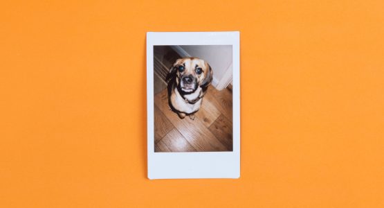 Digital Photo of Dog on Orange Background