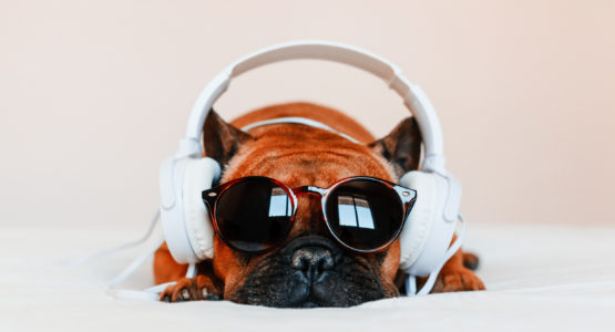 cute brown french bulldog sitting on the bed at home and looking at the camera. Funny dog listening to music on white headset. Pets indoors and lifestyle. Technology and music